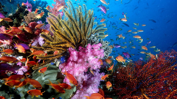 стая оранжевых рыб, кораллов, рыбок, подводных, HD обои