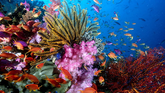 オレンジ色の魚、サンゴ、魚、水中の群れ、 HDデスクトップの壁紙 HD wallpaper