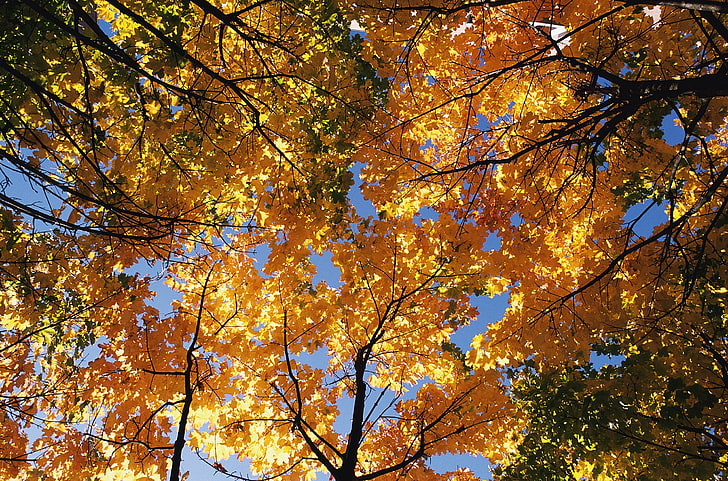 оранжевые лиственные деревья, осень, деревья, кроны, листья, желтые, ветви, верхушки, HD обои