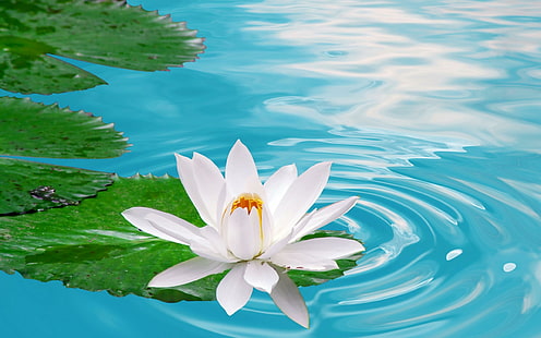 Lotus, lac, nature, fleur, blanc, vert, beau, fleurs, couleurs, vague, eau, lotus, bleu, beauté, 3d, Fond d'écran HD HD wallpaper