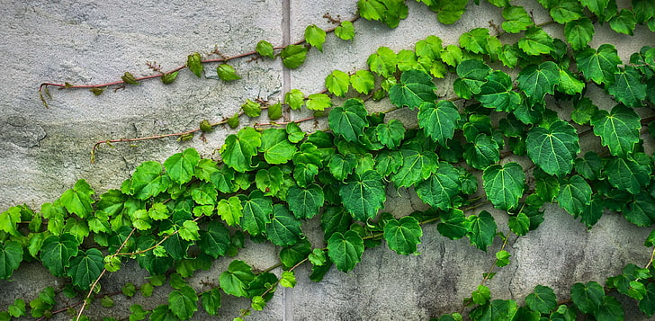 abstract, block, brick, cement, construction, damme, green, grey, hwalyeob, ivy, leaf, nature, plants, state of the union, stone wall, texture, the leaves, vine, wall, wild, HD wallpaper