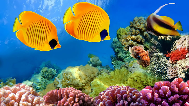 coral reef  widescreen, HD wallpaper