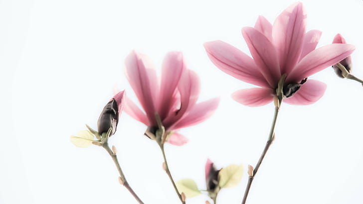 bunga cluster-petaled ungu, magnolia, magnolia, Dreamy, Magnolia, ungu, cluster, bunga, minimalis, alam, Warna pink, tanaman, daun bunga, Kepala bunga, keindahan Di Alam, close-up, mekar, Wallpaper HD