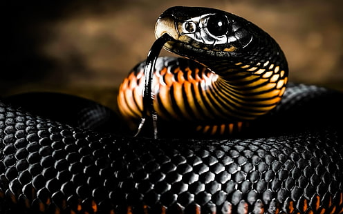 mamba hitam, binatang, ular, reptil, mamba, Wallpaper HD HD wallpaper