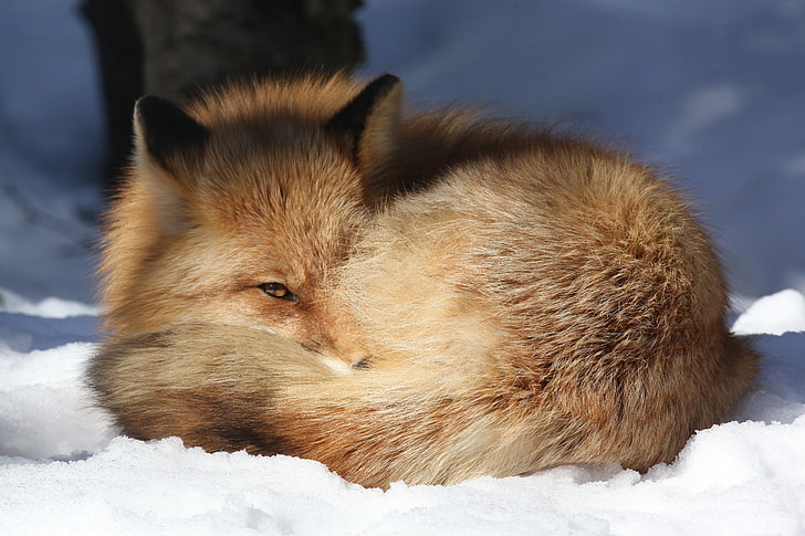 blick, snö, vistelse, solljus, känslighet eller den röda räven (Vulpes vulpes), vanligt, Alaska Zoo (Alaska Zoo), HD tapet