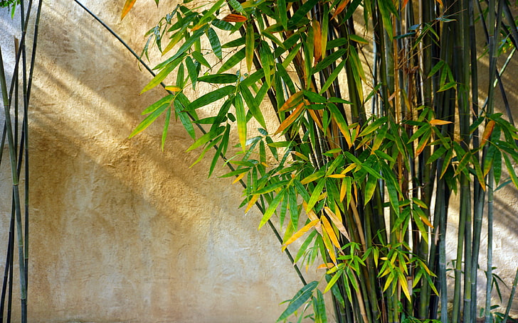 Bamboo garden HD wallpapers free download | Wallpaperbetter
