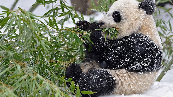 svart och beige panda, panda som äter gräs, djur, panda, snö, löv, HD tapet