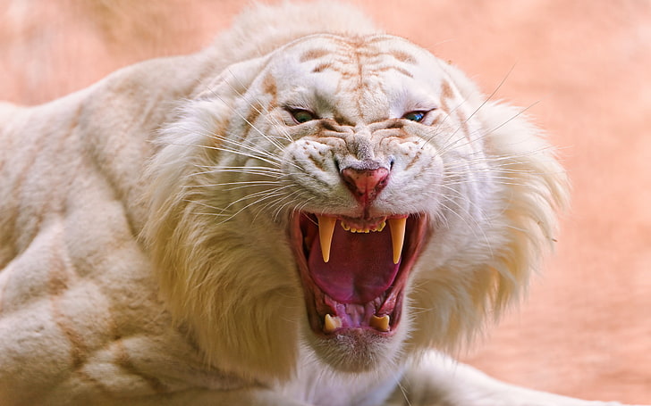 Brüllender weißer Tiger, weiß, Tiger, brüllend, HD-Hintergrundbild