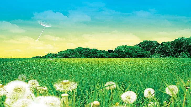 Облака одуванчиков Поле одуванчиков Природные поля HD Art, облака, деревья, небо, поле, одуванчики, семена, HD обои