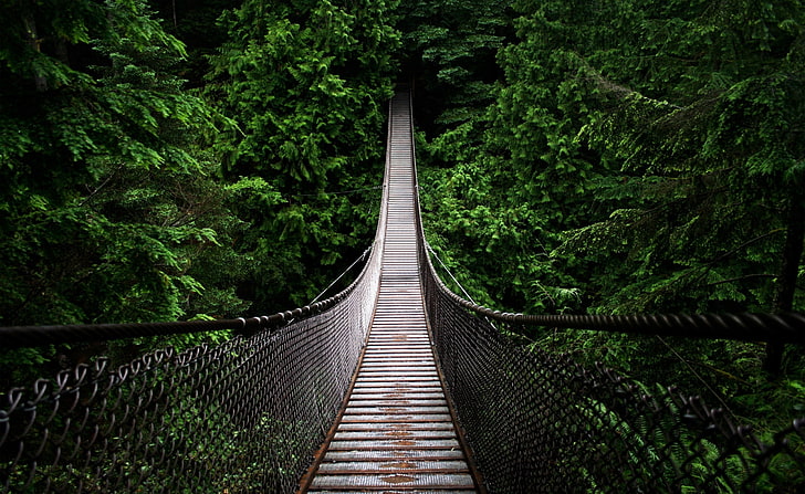 Jembatan, jembatan gantung berwarna coklat dan abu-abu, Alam, Hutan, Hutan, Hutan, Jembatan, Wallpaper HD