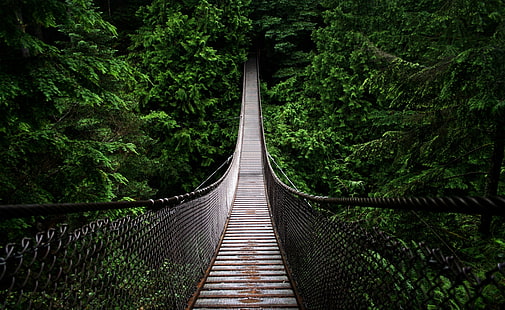 Bridge, brown and gray hanging bridge, Nature, Forests, Forest, Woods, Bridge, HD wallpaper HD wallpaper