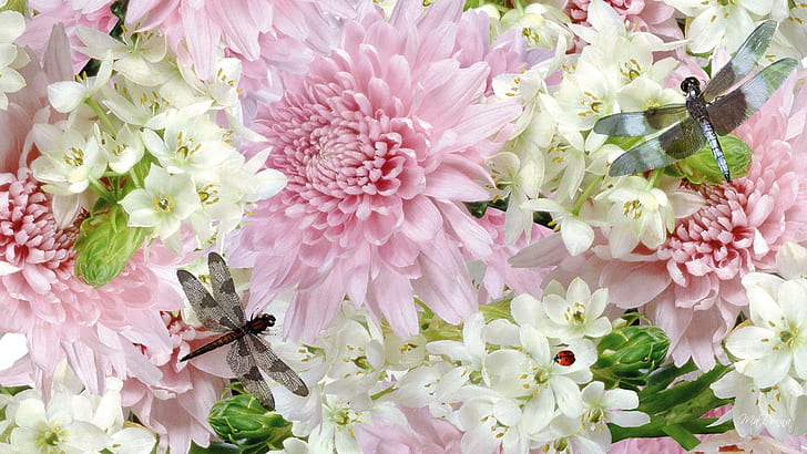 Dragonfly Mystery, chrysanthèmes, libellules, plumeria, fragniapani, rose, fleurs, printemps, libellule, coccinelle, dame, Fond d'écran HD
