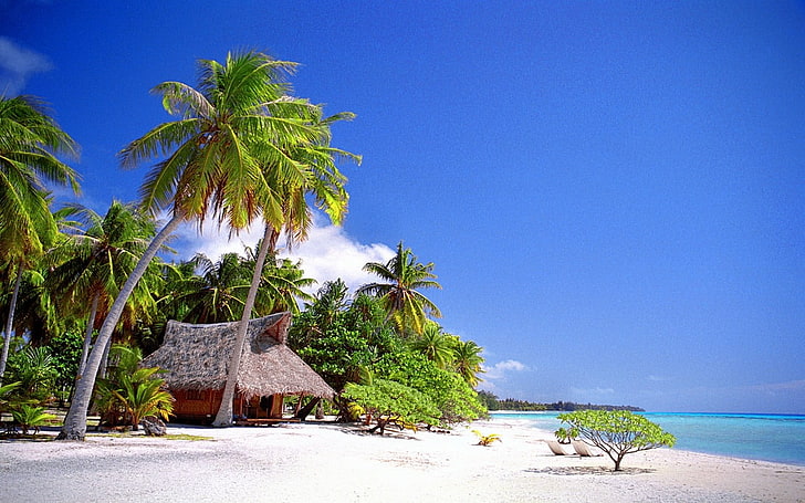 zielone drzewo kokosowe, natura, krajobraz, kabina, tropikalny, plaża, morze, palmy, piasek, lato, wakacje, Tapety HD