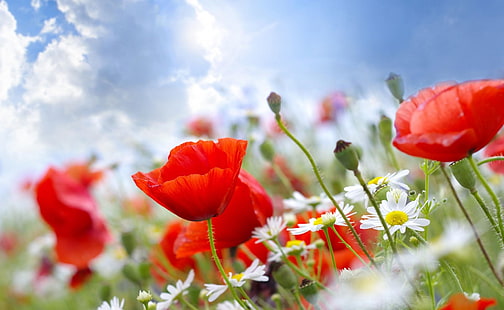 rote Blumen, Mohn, Gänseblümchen, Feld, Himmel, Unschärfe, Sommer, HD-Hintergrundbild HD wallpaper