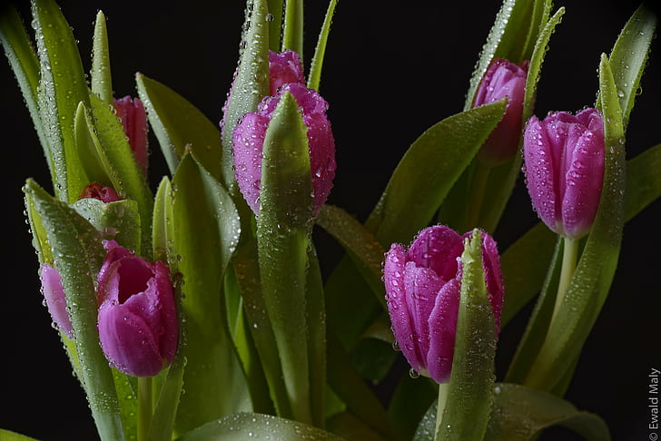 fioletowe cyfrowe rośliny kwiatowe, fioletowy, cyfrowy, kwiat, rośliny, Austria, tulipan, natura, roślina, wiosna, zbliżenie, piękno w przyrodzie, Tapety HD