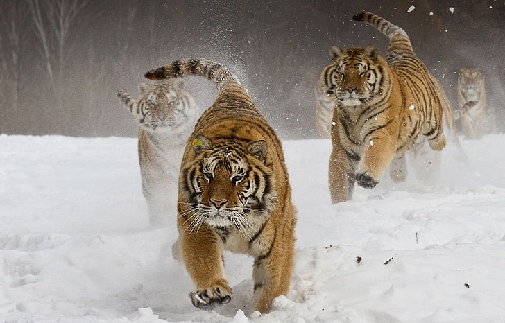 тигри, природа, пейзаж, сибирски тигър, бягане, животни, големи котки, зима, сняг, HD тапет