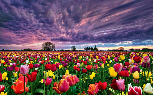 желтый, красный и оранжевый тюльпан цветок поле, цветы, тюльпан, цвета, поле, цветок, HD обои HD wallpaper