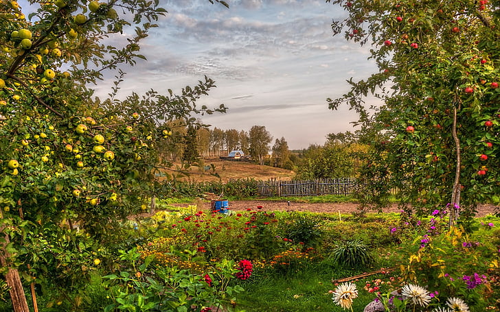 apples, flowers, garden, hdr, landscape, orchard, summer, HD wallpaper