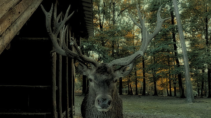 deer, HD wallpaper