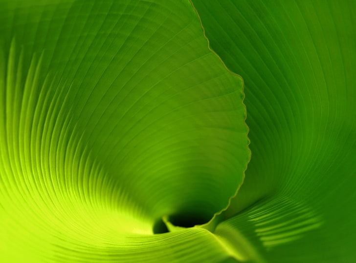 Banana Leaf Close Up, Aero, Fresh, Leaf, Close, Banana, HD wallpaper