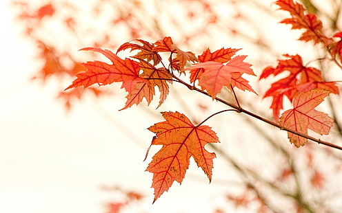 Червени кленови листа, есен, отблясъци, кленови листа, червени, клен, листа, есен, отблясъци, HD тапет HD wallpaper