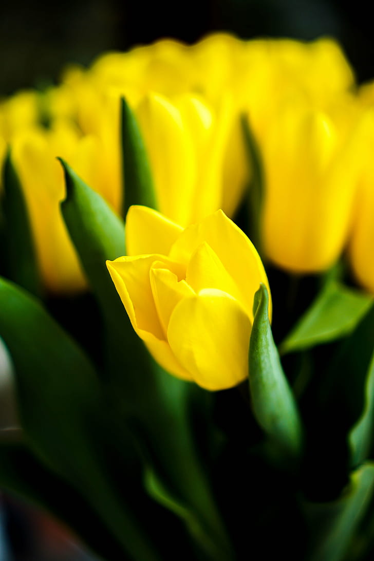 photography of yellow flower, tulips, tulips, tulip, nature, flower, yellow, springtime, plant, petal, beauty In Nature, close-up, flower Head, freshness, HD wallpaper
