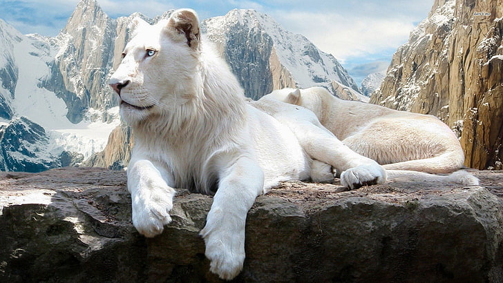 白いライオン、動物、白いライオン、ライオン、 HDデスクトップの壁紙