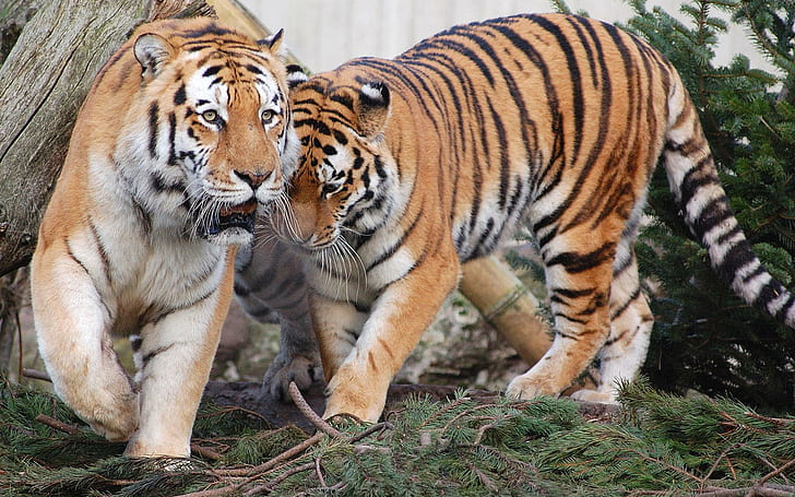 Соседи, два коричневых тигра, лес, пара, животные, тигры, HD обои