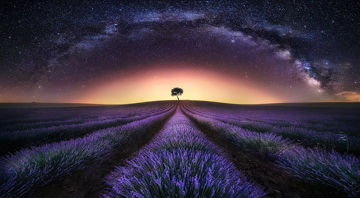 Landschaft, Sterne, Natur, Langzeitbelichtung, Bäume, Lavendel, Milchstraße, Feld, HD-Hintergrundbild