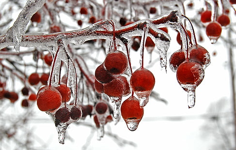 selective focus photography of red cherries in frost during winter season, elyria, elyria, Icey, berries, selective focus, photography, red, cherries, frost, winter, season, ice, elyria  ohio, lorain county, snow, nature, cold - Temperature, christmas, branch, frozen, HD wallpaper HD wallpaper