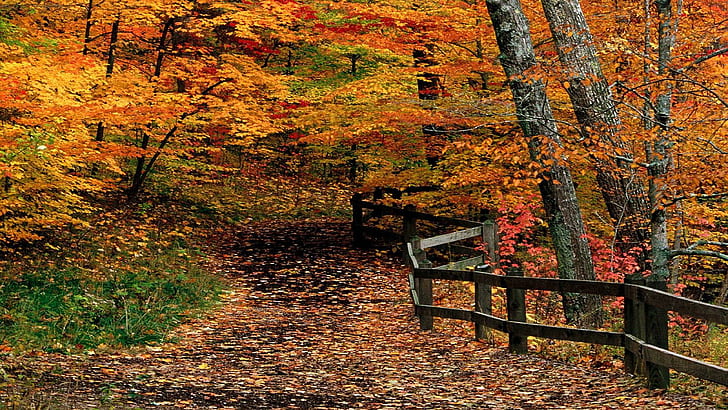 Autumn Path Through Woods, woods, trail, orange, thanksgiving, path, nature, fence, beautiful, forest, colour, gold, seaso, HD wallpaper