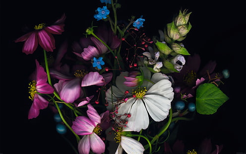 dunkle Blumen-Apple iOS8 iPhone6 ​​Plus HD Wallpaper, weiße und rosa Blüten, HD-Hintergrundbild HD wallpaper
