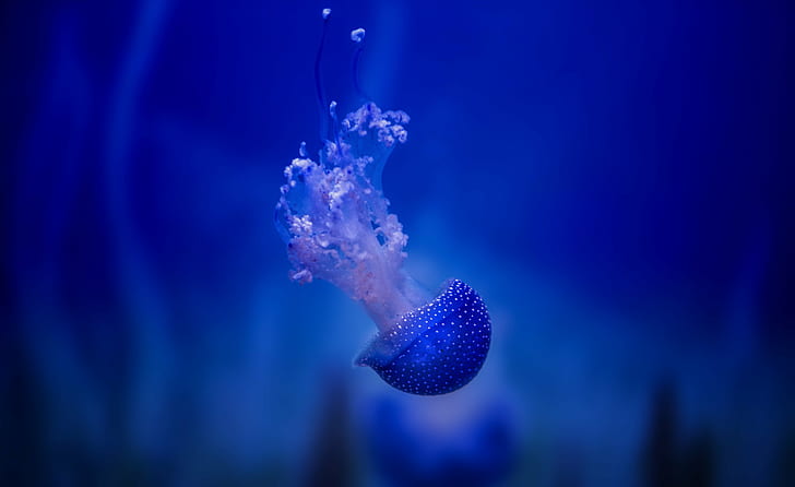 fotografi alami Jelly Fish biru, biru tua, fotografi, Jelly Fish, ubur-ubur, air biru, Wallpaper HD