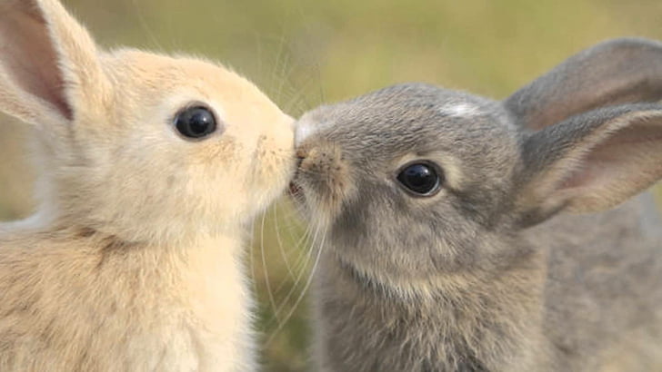 hare, mammal, rodent, rabbit, squirrel, bunny, animal, cute, marmot, fur, domestic, pet, wood rabbit, pets, animals, fox squirrel, otter, HD wallpaper