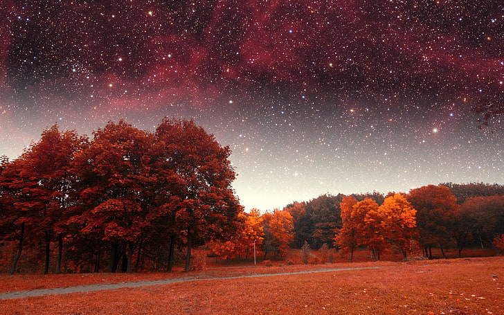 ต้นไม้สีแดง, ป่าสีแดงในคืนที่เต็มไปด้วยดวงดาว, ดวงดาว, ฤดูใบไม้ร่วง, ต้นไม้, ท้องฟ้า, วอลล์เปเปอร์ HD
