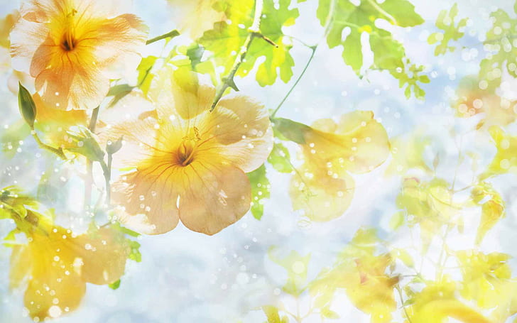 Natur, Blumen, bunt, Makro, Sonnenlicht, gelbe Blumen, warme Farben, Blätter, Pflanzen, HD-Hintergrundbild
