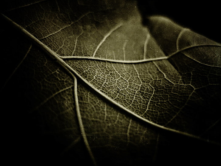 makrofotografi av blad, natur, löv, makro, växter, HD tapet