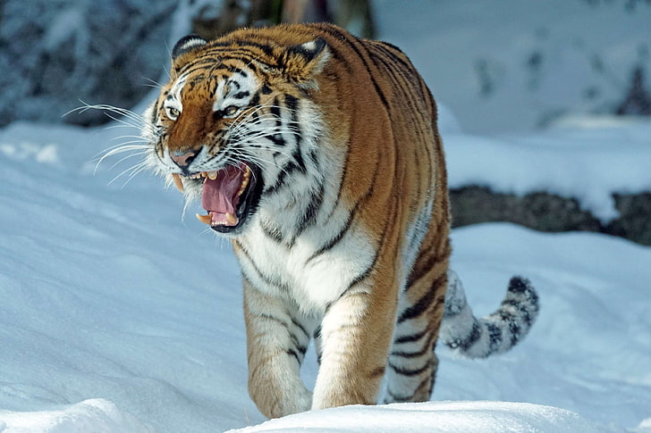 amurtiger, carnivores, cat, cold, dangerous, predator, siberian, siberian tiger, snow, tiger, wild animal, winter, HD wallpaper