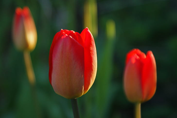 selektywna fotografia ostrości czerwonego tulipana, tulipanów, tulipanów, tulipanów, selektywna ostrość, fotografia, czerwony, tulipan, vår, wiosenny ogród, natura, wiosna, kwiat, roślina, zielony Kolor, piękno natury, lato, płatek, kwiat Głowa, Tapety HD