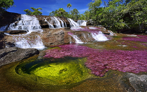 Cano Cristales เป็นแม่น้ำโคลอมเบียที่ตั้งอยู่ในจังหวัด Serrania De La Macarena ใน Meta เป็นศาลของแม่น้ำ Guayabero, วอลล์เปเปอร์ HD HD wallpaper