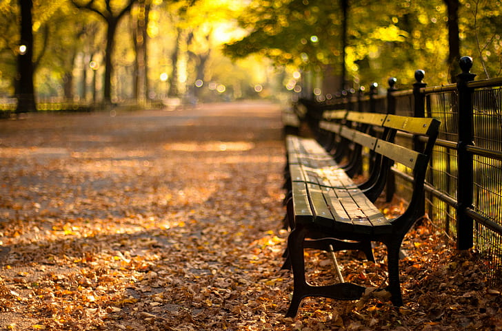 brown outdoor bench surrounded by dried leaves in tilt shift lens photography, central park, central park, Central Park, outdoor, bench, dried, leaves, tilt shift lens, photography, autumn, fall, new york, york  park, sunset, leaf, nature, tree, yellow, outdoors, park - Man Made Space, forest, season, orange Color, october, gold Colored, footpath, sunlight, HD wallpaper