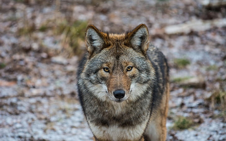 Gros plan animaux, coyote, animaux, coyote, Fond d'écran HD
