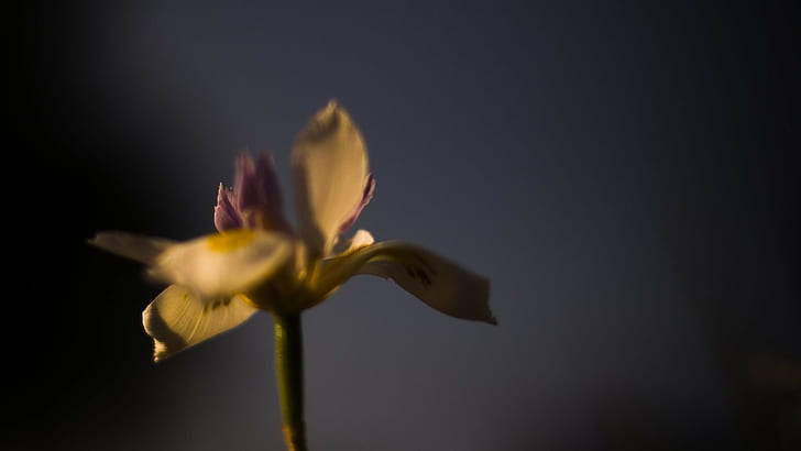 ดอกไม้พืชโบเก้, วอลล์เปเปอร์ HD