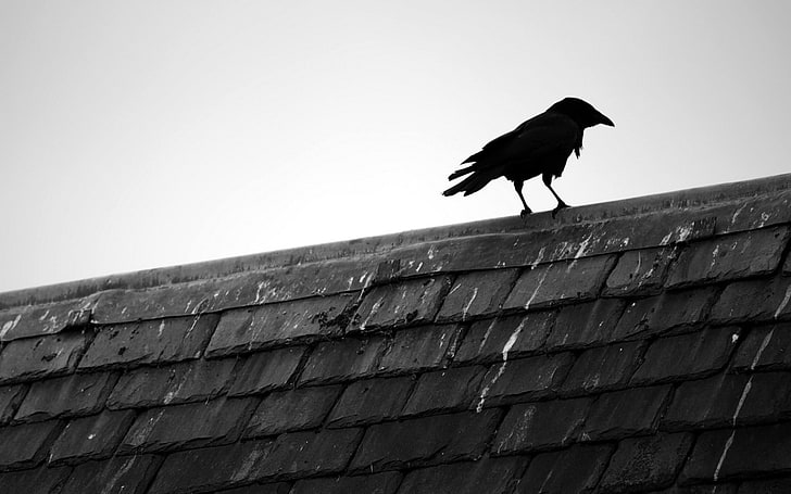 siluet burung gagak, gagak, burung, atap, langit, hitam putih, Wallpaper HD