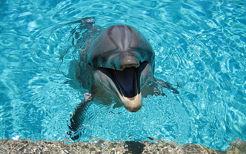 Happy Dolphin, delfín blanco y negro, delfín, Fondo de pantalla HD HD wallpaper