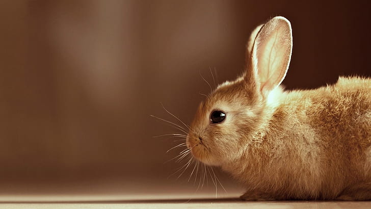 Cute Bunny HD, brown, bunny, cute, ears, rabbit, right, whiskers, HD wallpaper