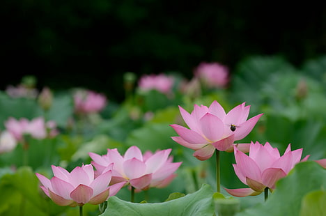 shallow focus photography of pink flowers under sunny sky, shallow focus, photography, pink, flowers, Lotus, 蓮, Obu, Aichi, Nikon  D7000, AF, VR, Zoom, Nikkor, 70-200mm, f/2, 8G, IF, ED, nature, pink Color, lotus Water Lily, plant, pond, water Lily, petal, flower Head, flower, botany, leaf, summer, HD wallpaper HD wallpaper