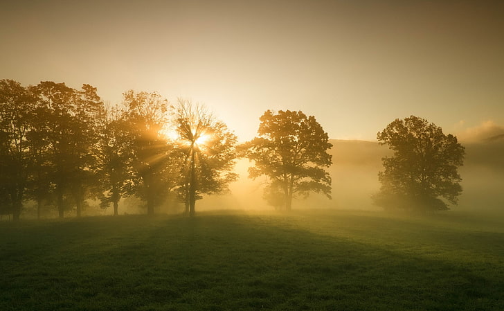 silhouette of trees, greens, grass, leaves, the sun, rays, trees, landscape, nature, background, tree, dawn, widescreen, Wallpaper, beauty, morning, meadow, full screen, HD wallpapers, fullscreen, HD wallpaper