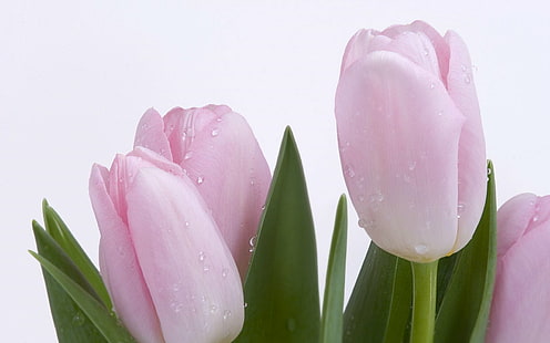 มีสีสันดอกไม้เนเธอร์แลนด์สวนทิวลิป, วอลล์เปเปอร์ HD HD wallpaper