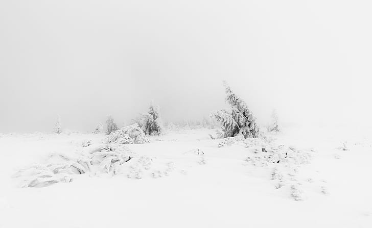 Zimowa mgła Biały śnieg Drzewa Estetyczne, Pory roku, Zima, Natura, Krajobraz, Drzewa, Zamarznięty, Mglisty, Śnieg, Francja, Prosty, czarno-biały, Szczyt, Monochromatyczny, nikon, Haze, czarno-biały, blanc, D810, Wogezy, Wysokie Wogezy, 85mm 1.8, Decembre, Silver Efex Pro 2, Tapety HD